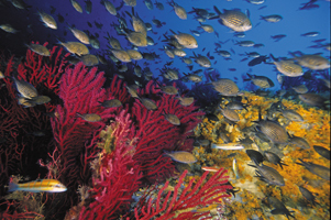 Convenio para la protección del Medio Marino de la Región del Gran Caribe y el Protocolo de Cooperación para Combatir los Derrames de Hidrocarburos en la Región del Gran Caribe.