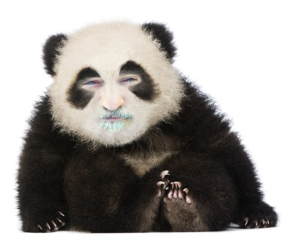 Panda is born.