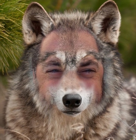 Wolf becomes vegan.