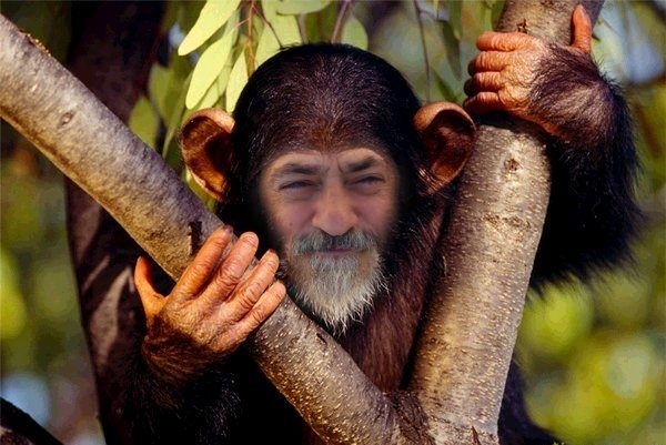 Chimp says "banana"!