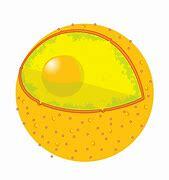 The Cell Theory Is Born