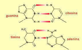 Bases Nitrogenadas (Bio Mol)