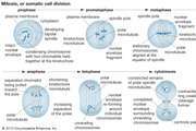 Cell mitosis and chromosomes