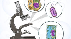 Timeline: Descubrimiento de la célula