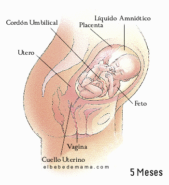 Quinta semana de embarazo