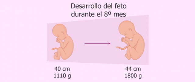 Octavo mes de embarazo