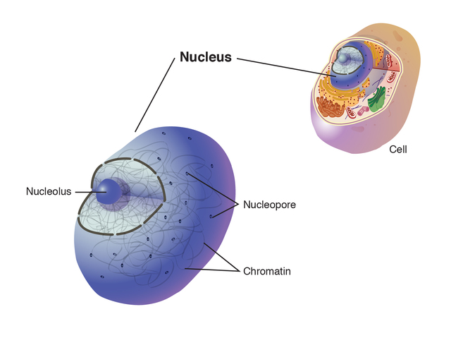 The nucleus is identified as an essential constituent of living cells.