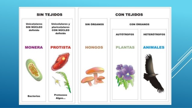 Matthias Schleiden y Theodor Schwann