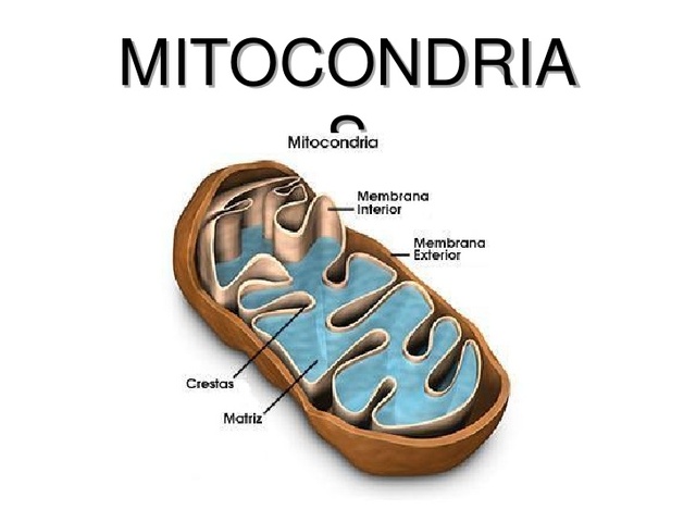 identificación de la mitocondria