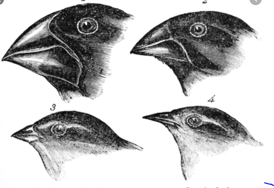 Theology of evolution