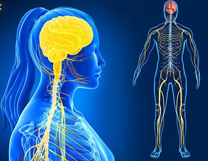 Nervous system idea, and Independent cells