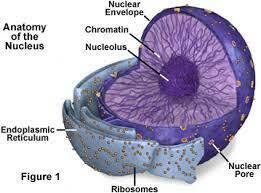 Robert Brown coined the term "nucleus"