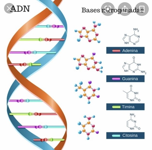 Estructura del ADN