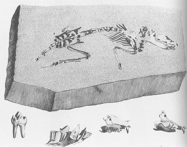 Ossa del passato - Curvier