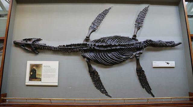 Il primo dinosauro completo - Anning