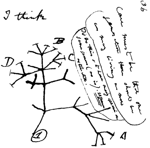 La teroria dell'evoluzione - Darwin