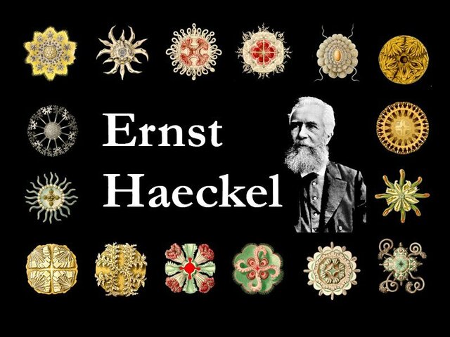 Nasce l'ecologia - Haeckel