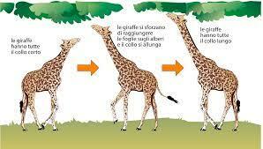Giraffe dal collo lungo - Lamarck