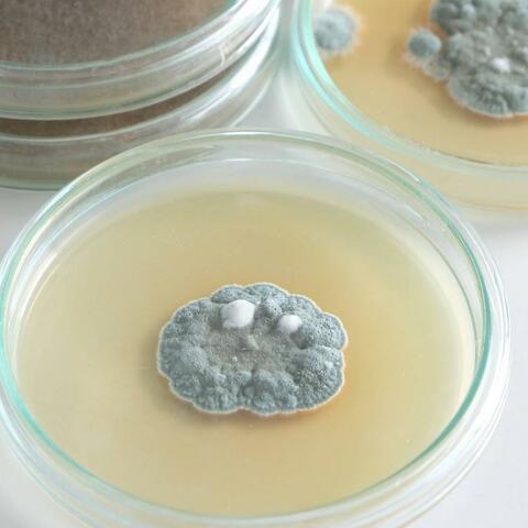 Penicillina: il primo antibiotico, scoperto da Alexander Fleming