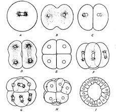 Aphorism omnis cellula e cellula