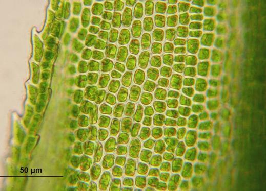 Plants were suggested to have cells