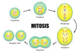 Walther Flemming introduced the term "mitosis"