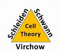Cell Theory