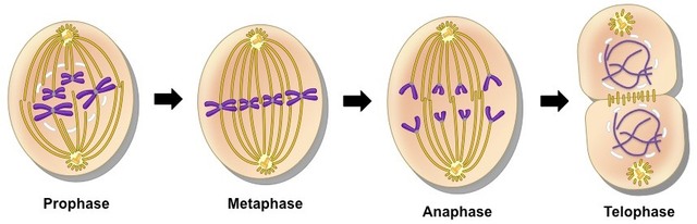 Mitosis was explained