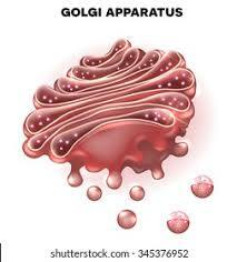 Camillo Golgi discovered the Golgi apparatus