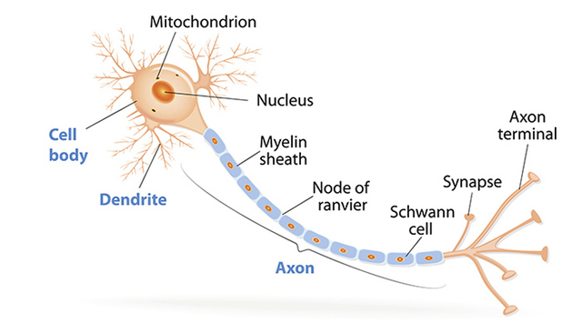 Connecting nerve cells