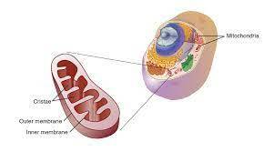 Mitochondria Introduced