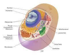 Organelles identified