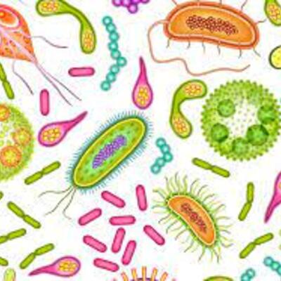 Timeline: La Célula.