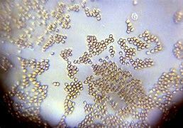 Microscopic organism is named a Cell