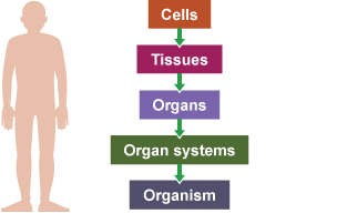 Cell, the basic component of living organisms