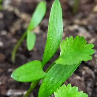 Timeline: Cilantro en semillas