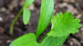 Timeline: Cilantro en semillas