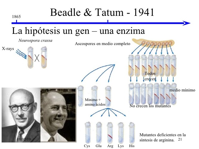 1941 George Wells Beadle y Edward Lawrie Tatum