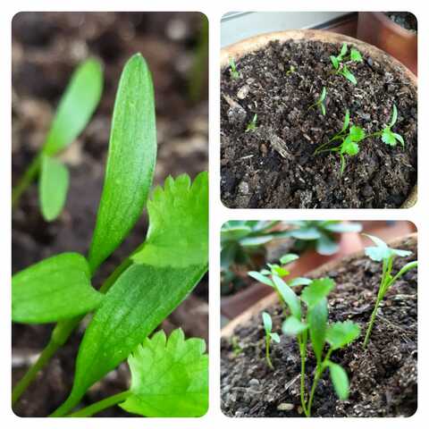 Ya se ve el típico color verde! (5:08 PM)