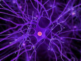 Study of nervous system /cells