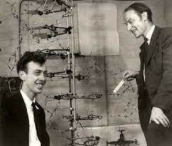 1953 James Dewey Watson y Francis Compton Crick
