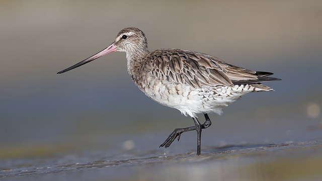 bird fly to New Zealand