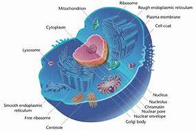 Organelles are discovered