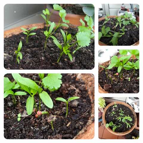 Van creciendo (11:18 AM)