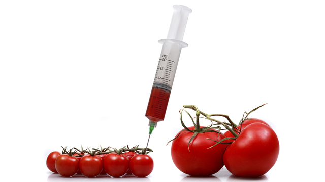 PRIMER ALIMENTO TRANSGÉNICO