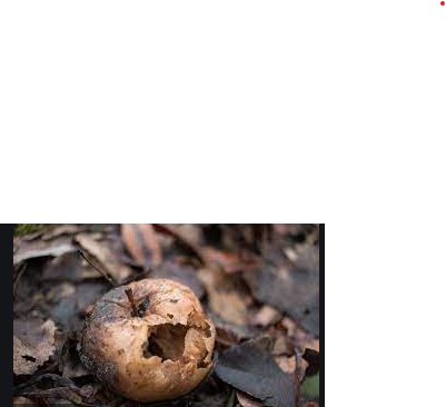 Living creatures with decaying tissue