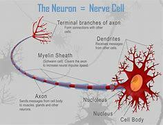 The Neuron Theory