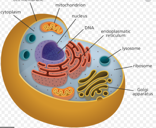 Basic cells components emerged
