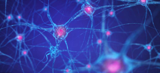 Neurons were introduced