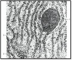Components of Cells Discovered